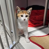 Eve-Angéline, chatte à adopter