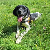 LUKE, chien à adopter