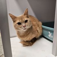 MARCELINE (en cours d'adoption), chatte à adopter