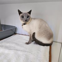 S'Ambre, chatte à adopter