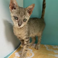 REPETTO (réservé), chat à adopter