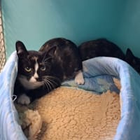 SWETTY, chatte à adopter