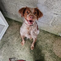 Mikado, chienne à adopter
