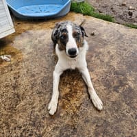 Upss, chien à adopter