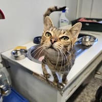SAVANNAH, chatte à adopter