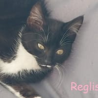 REGLISSE, chatte à adopter