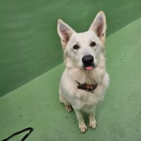 Vasko, chien à adopter