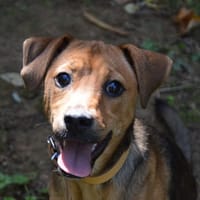DILI CHAO, chienne à adopter