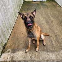 Zorro, chien à adopter