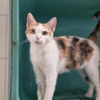 TALLY, chatte à adopter