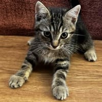 STELLA, chatte à adopter