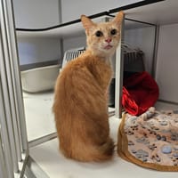 COCO, chatte à adopter