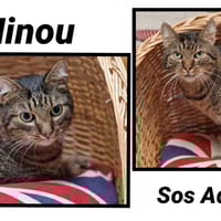 MINOU, chat à adopter