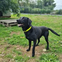 LEON, chien à adopter