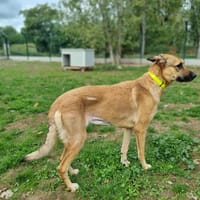 OLGA, chienne à adopter