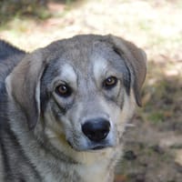 BAKOU CHAO, chien à adopter