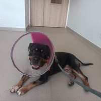 Mousse, chien à adopter
