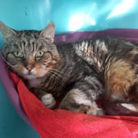 COMMEMÊME QCT, chat à adopter