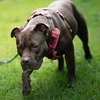 VISKY, chienne à adopter