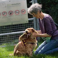 Nouky, chien à adopter