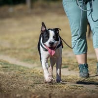 Cajou, chien à adopter