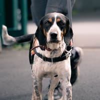 BOUBA, chien à adopter