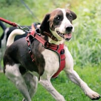 BABOU, chien à adopter