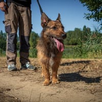Alfred, chien à adopter