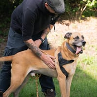 Stick, chien à adopter