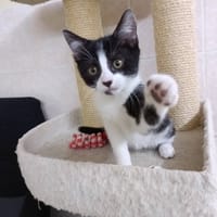 Belly, chatte à adopter