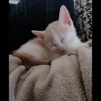 Pacha, chat à adopter