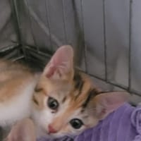Venusia, chatte à adopter