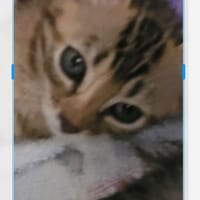 Nyx, chatte à adopter