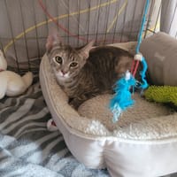 Nairobi, chatte à adopter