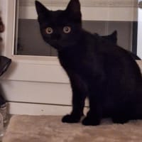 Lost, chat à adopter