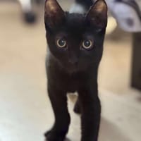 Moncheri, chat à adopter