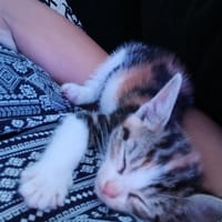 Nira, chatte à adopter