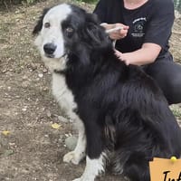 Mojito, chien à adopter
