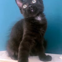 SHADOW**, chatte à adopter