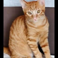 ARIO, chat à adopter