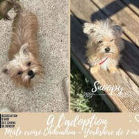 Snoopy, chien à adopter
