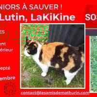 Mirabelle, Lakikine, Lutin, chat à adopter
