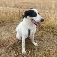 Melofée, chienne à adopter