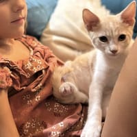 ABALONE, chat à adopter