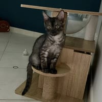 ASH, chat à adopter