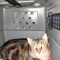 Lilo chatte adulte, chatte à adopter