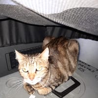 Lucy chatte adulte, chatte à adopter