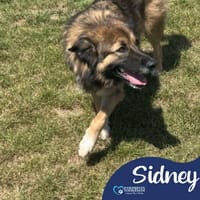 Sidney, female dog to adopt