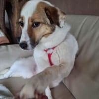 Malini ist süß, unerschrocken + pfiffig!, Hündin zur Adoption