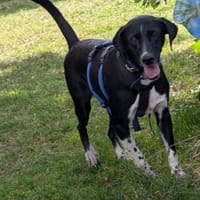 Birba 💜💜💜 eine zarte Seele, Hündin zur Adoption